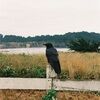 birdgirrl
